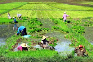 ifad